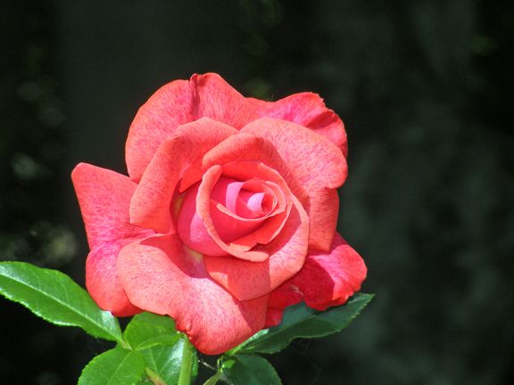 Cinnamon Dolce photo cd2014_06280009_zps9b06508f.jpg